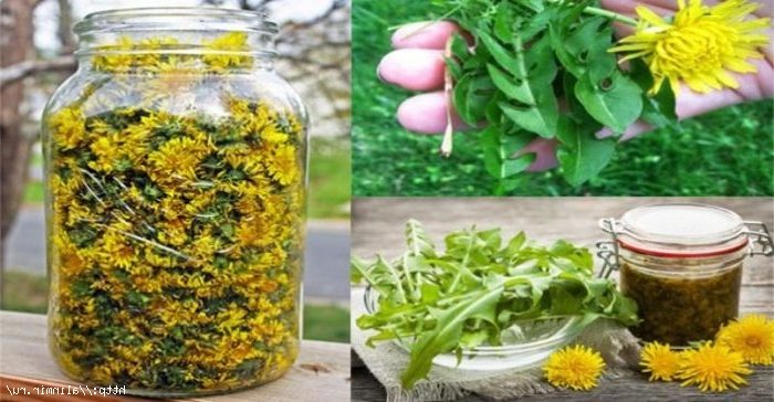 Приготовление меда из одуванчиков