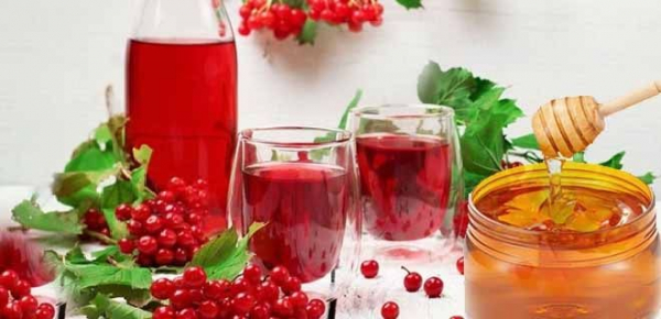 Калина с медом: рецепт, от чего помогает, польза и вред